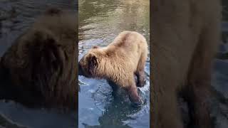 Inches from a brown bear in Alaska #travel #alaska #wildlife #brownbear