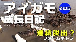 【アイガモ農法】アイガモ成長日記（その5）連続で脱走から救出の様子【Aigamo・合鴨・farming with ducks】