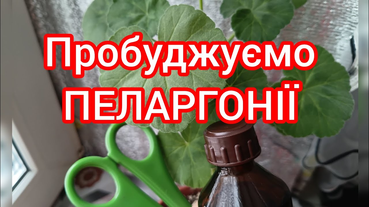  Робимо це для гарного квітування пеларгоній #пеларгонії 