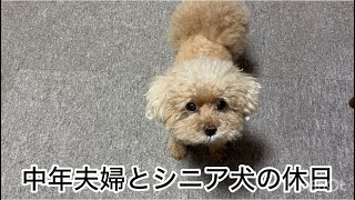 シニア犬・・・粗相はトイレ問題は永遠の課題です　トイプードル／パート主婦