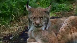 Bia?owie?a Forest Europe's last primeval forest - in pictures | Last stand for Europe's ...