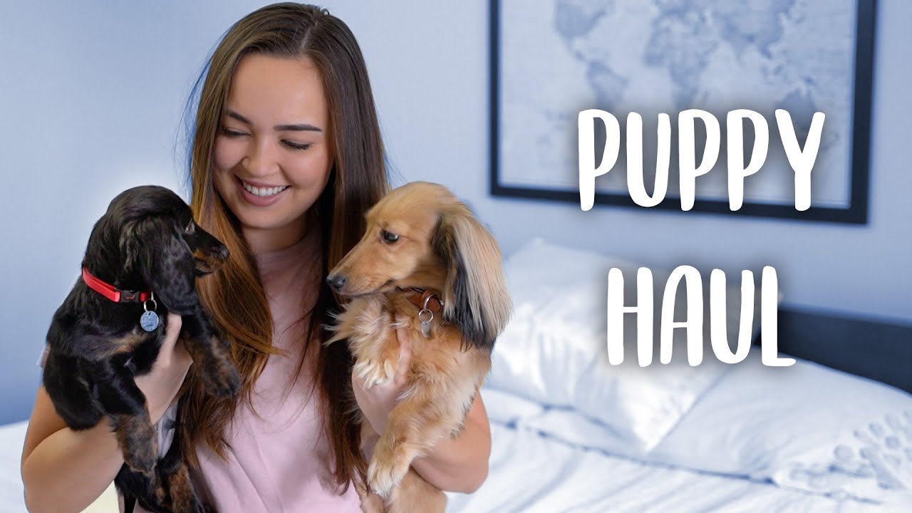 Dachshund Puppy Supply Haul
