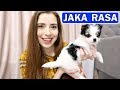 JAKA TO RASA PSA ? Q&A O MOIM PSIE