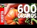 Un truco para cosechar tomates que te sorprenderá - Evitar problemas en la cosecha de tomates