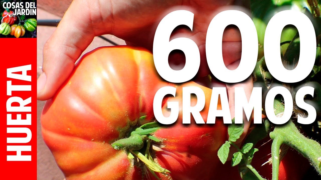 Un truco para cosechar tomates que te sorprenderá - Evitar problemas en la cosecha de tomates