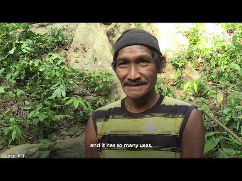 Malaysian Honey Hunters