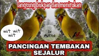 Pleci tembakan wit wit // Pancingan tembakan sejalur