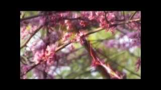 Kitaro - Lord of the Wind (Tun Huang).wmv