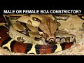 Determining Your Boa Constrictor's Gender