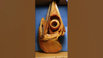 Giant Fish Eye Bones 