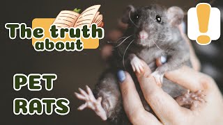 20 Facts you NEED to know before owning a RAT!