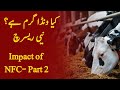 Impact of nfcstarch on reproduction of cows part2  kia wanda garam hota hai