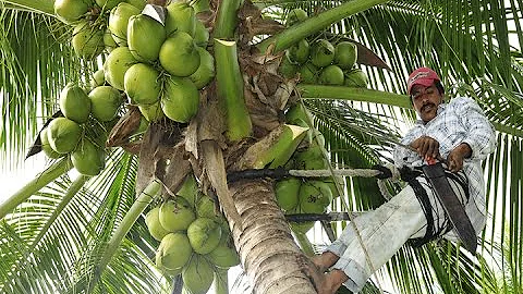 ¿Qué es más alto el árbol de coco o la palmera?