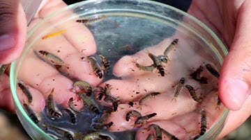 Bio-monitoring, using benthic macro-invertebrates: sampling procedure