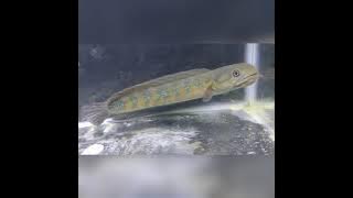 PERBEDAAN JENIS CHANNA ASIATICA LENGKAP (MENGENAL JENIS CHANNA ASIATICA) RS, WS, RSP & RSWS