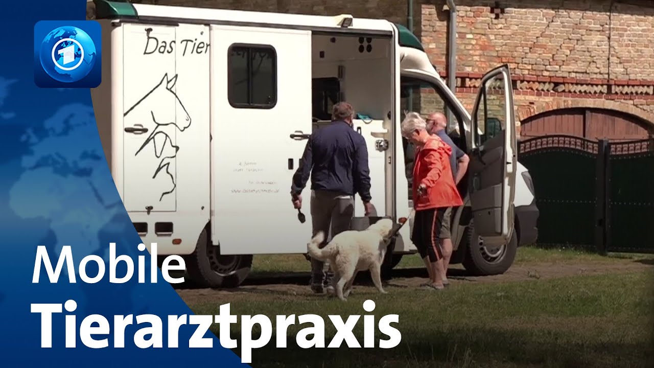 Mobiler Tierarzt Aachen Dr Mahmoud Aly Ärztin mit mobiler Tierarztpraxis - YouTube