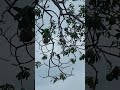 Едем. Малайзия. Большой вело тур