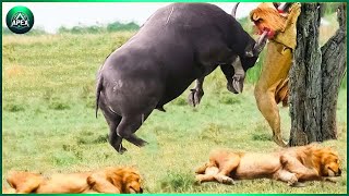 15 Chases Of Wild Buffalo vs Lion, The Hunter Fails Before The Ferocious Prey | Animal World