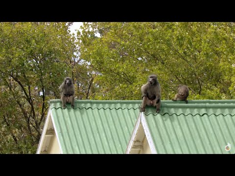 Видео: Ядат ли павианите хора?