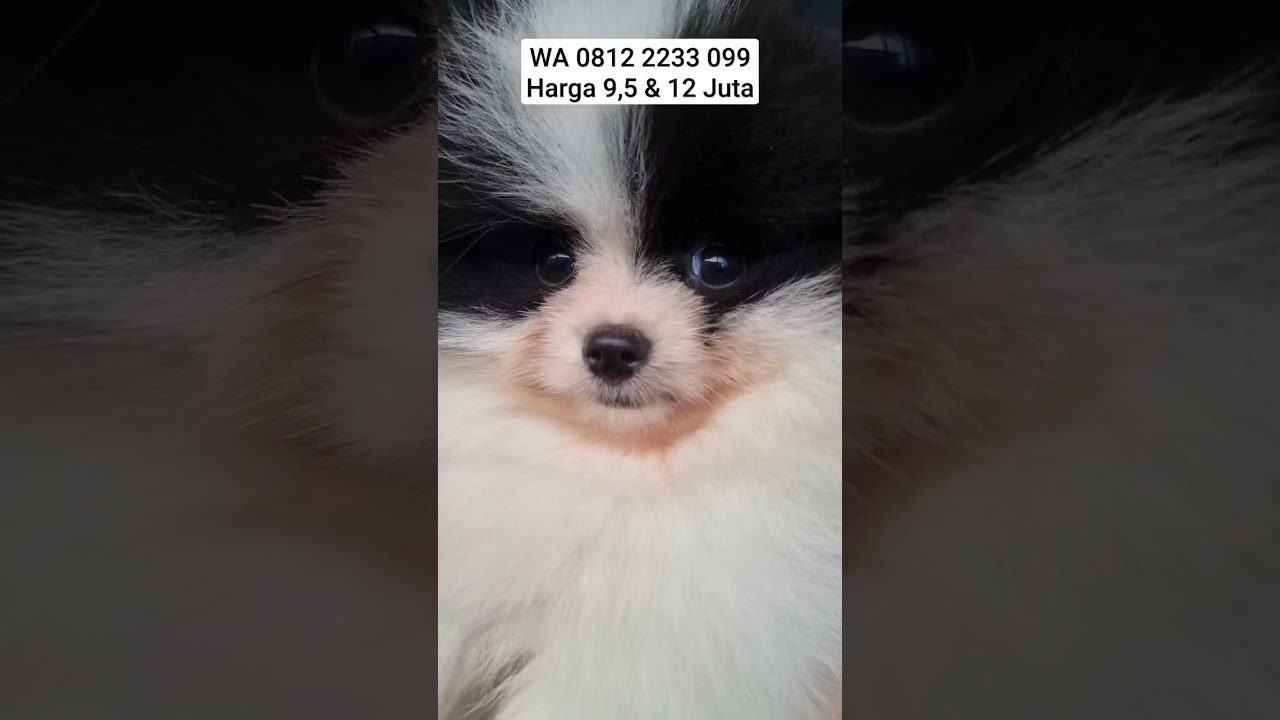 Anjing Warna Panda - Pomeranian