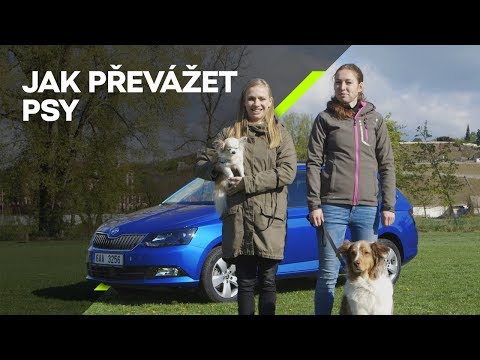 ŠKODA Nezeptat se: Jak cestovat se psy v autě?