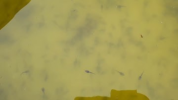 Tập Ăn Cho Nòng Nọc 3 -4 Ngày Tuổi