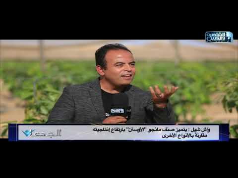 الجدعان فى مزارع وائل شبل اشهر منتج ومصدر لمحصول المانجو فى مصر