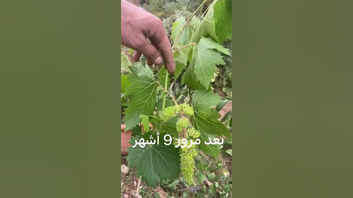 الطريقة الصحيحة لزراعة العنب / The #الزراعة_المنزلية #العنب #الفلاحة #العنب right way to grow grapes
