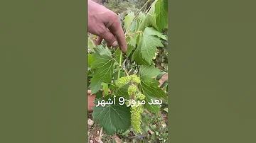الطريقة الصحيحة لزراعة العنب The الزراعة المنزلية العنب الفلاحة العنب Right Way To Grow Grapes 