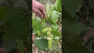 الطريقة الصحيحة لزراعة العنب / The #الزراعة_المنزلية #العنب #الفلاحة #العنب right way to grow grapes screenshot 5