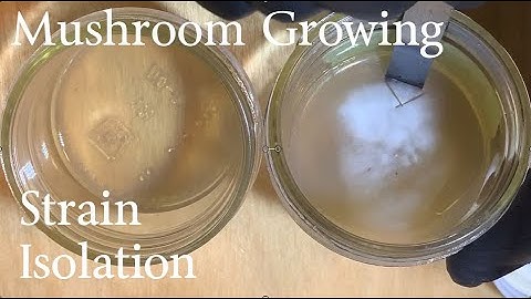 Mushroom Growing -- Strain Isolation