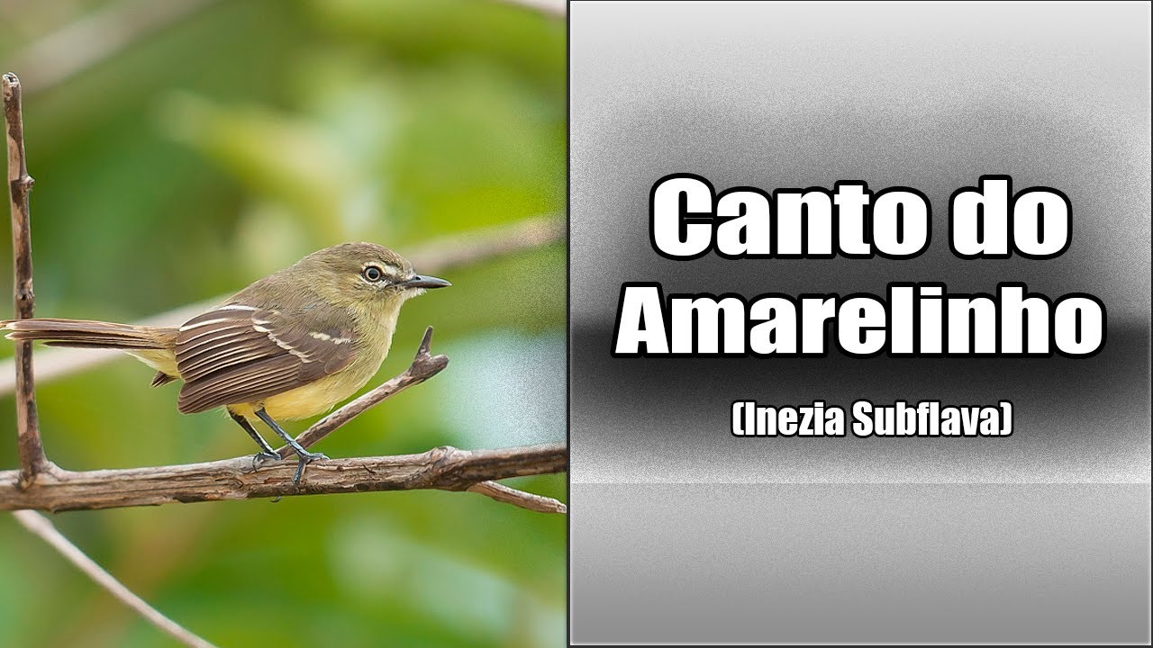 50 - O Canto do AMARELINHO (Inezia Subflava) Bird Song - Amazonian