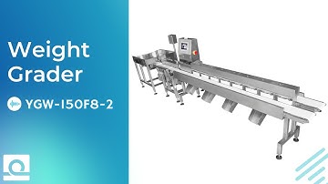 Weight Grader for Red Shrimp Grading and Sorting YGW-100/150F8/2 | Easyweigh Equipment