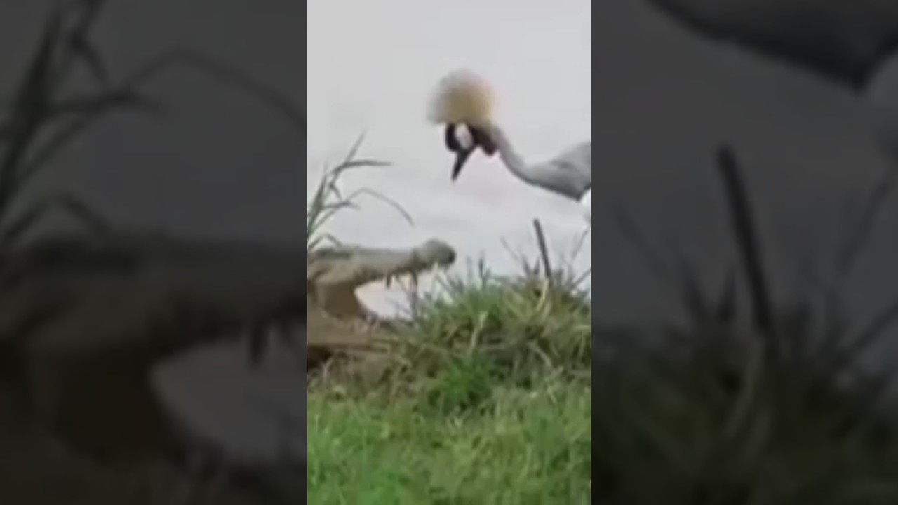 crocodile vs bird 
