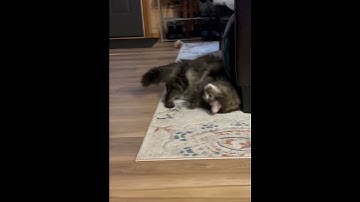 Chubby cat named Chomp is high on catnip! #shorts #funnycats #catshorts