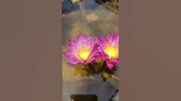 Thumbnail of Tropic sunset water lily #trending #shorts  6384336529 WhatsApp message only
