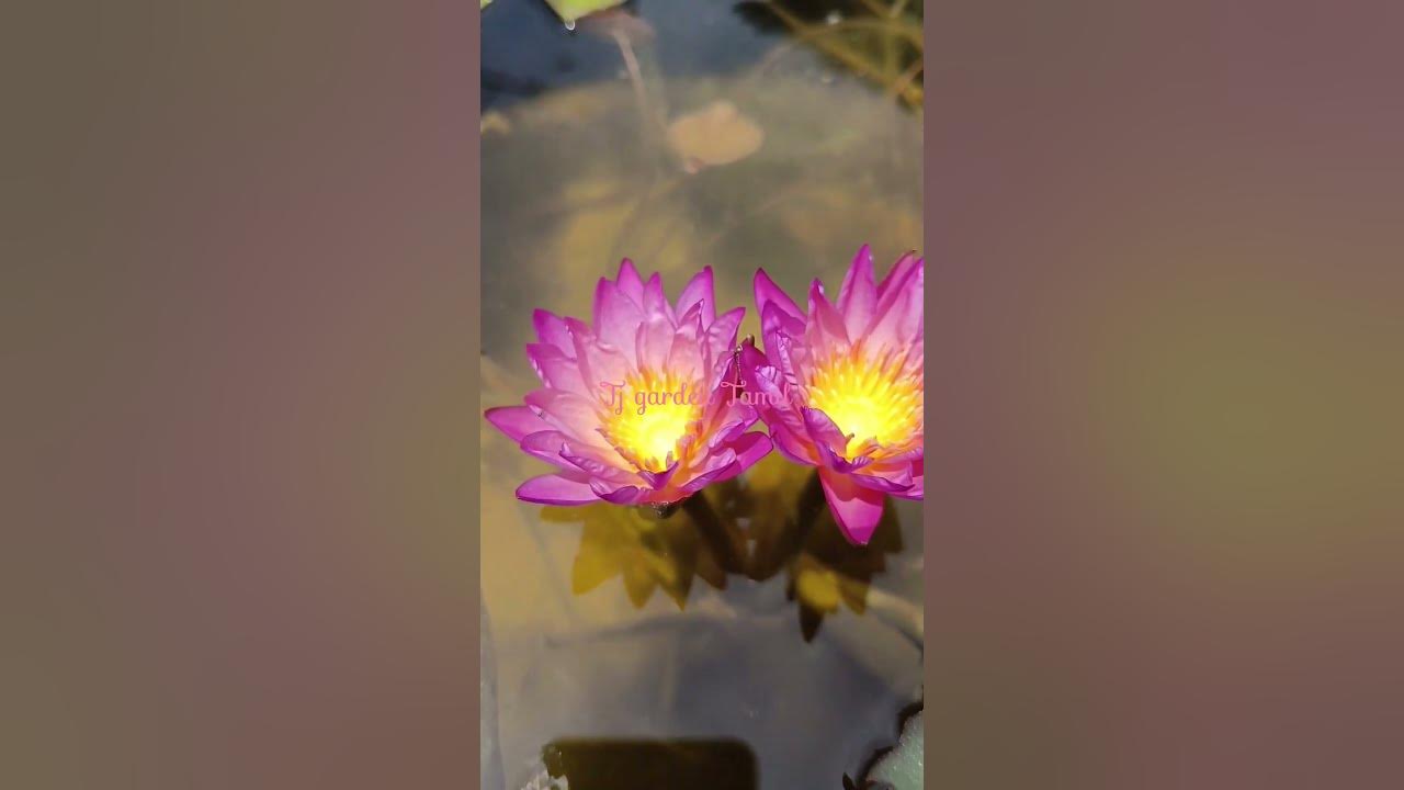 Tropic sunset water lily #trending #shorts  6384336529 WhatsApp message only