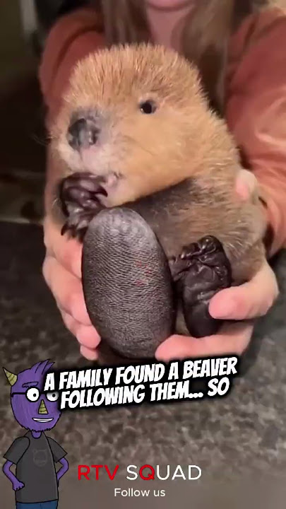 A family found a beaver following them  #cuteanimals #beaver #reunion #family #animalrescue