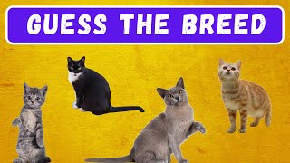 Guess the CAT Breed Quiz | 30 Breeds Quiz Game screenshot 4
