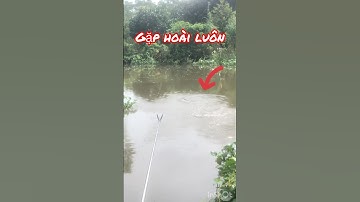 Câu cá chép mà gặp toàn Cá Tra #short #fishing #yeulammientay95