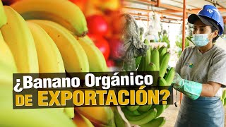 ¿Cómo producir BANANO ORGÁNICO de Exportación? 🍌