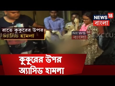 ভিডিও: কুকুরের উপর হিমশীতল