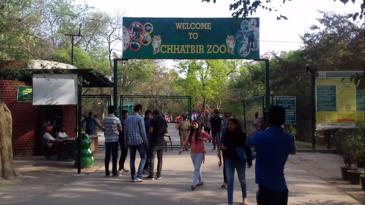 chhatbir zoo jungle safari