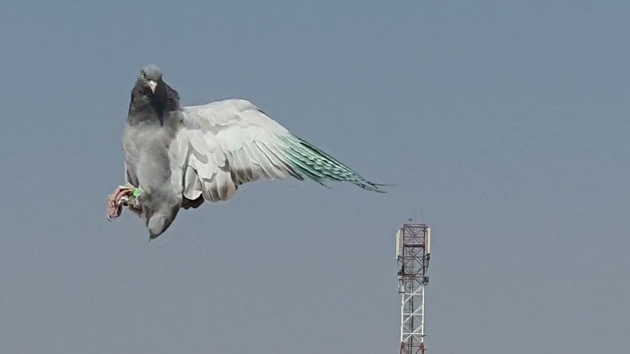 الازرق العراقي ابو علي البصري 21/02/2022 مسكي قلمين من طيور سيد وسام العلاق