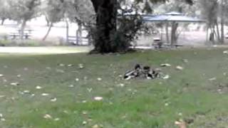 duck rape