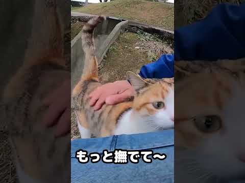 三毛猫の散歩に付いていってみたら、、、 #shorts