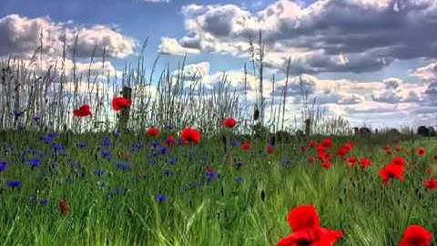 سورة النصر للقارئ الشيخ أحمد بن علي العجمي ||(ahmed al3ajmi(al-nasr