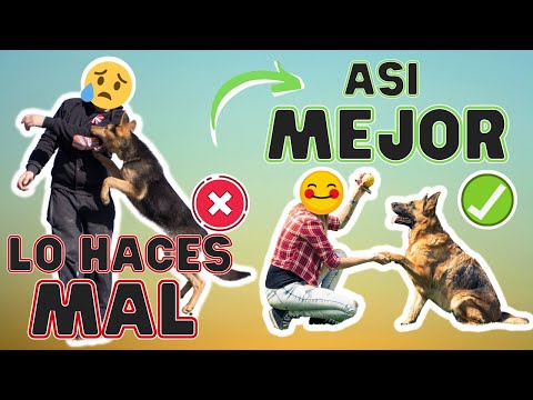 Video: Cómo entrenar a tu perro para que deje de ser agresivo con las personas