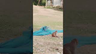 Monkey's funny playl #monkeyworld #monkeyfunny #monkeyfun #animals #cute