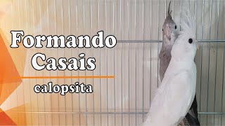 Como Formar Casal de Calopsita